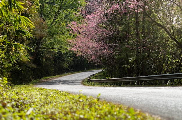 Photo sakura road