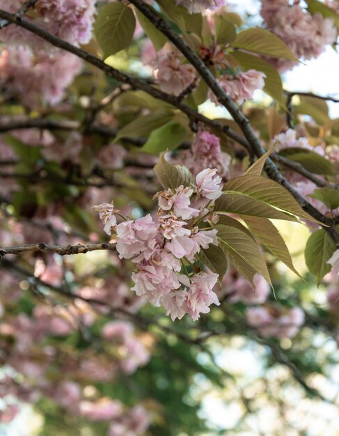 Sakura roos bloemen close-up genomen van de zijkant tegen de lucht Sochi arboretum sakura in Rusland