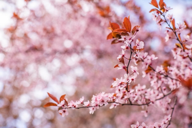 Sakura rose petals on a tree in the garden beautiful floral background