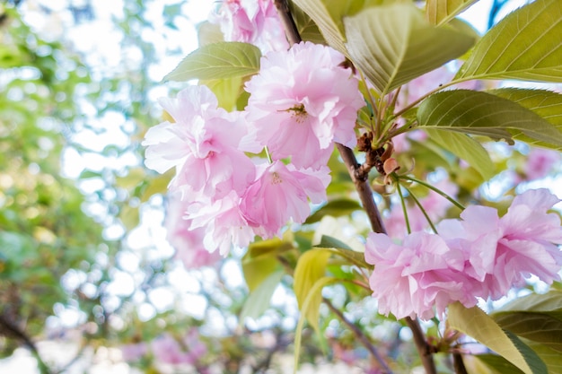 Sakura roze is bloeiend