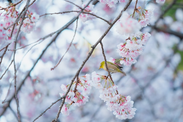 Sakura, roze kersenbloesem in Japan op lentetijd.