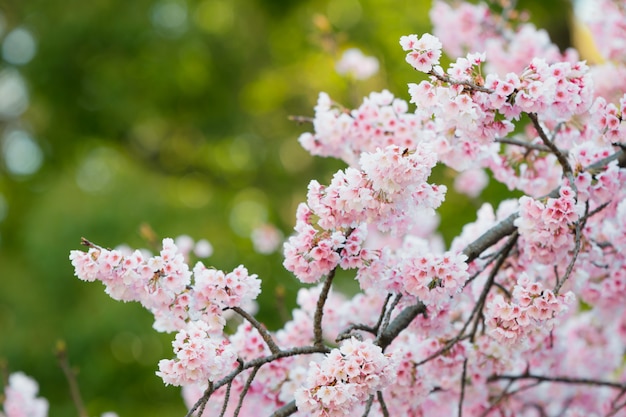 Sakura, roze kersenbloesem in Japan op lentetijd.