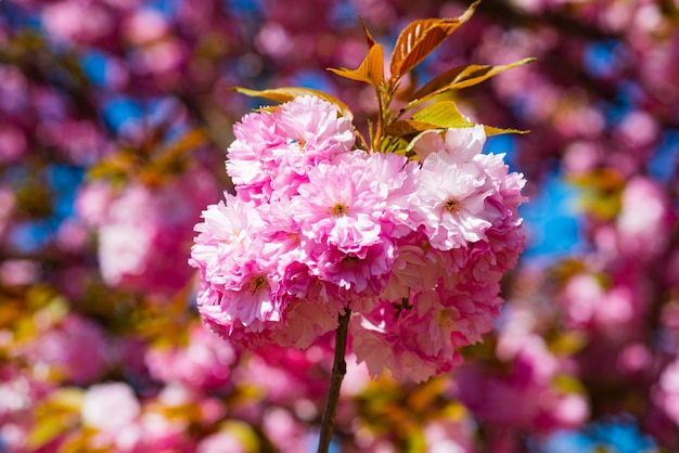 Sakura roze kersenbloesem op blauwe hemel achtergrond sakura roze bloemen op zonnige achtergrond lente backg