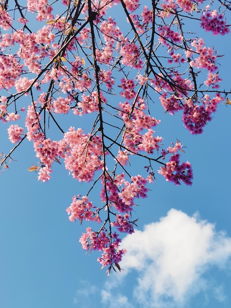 日差しの中で桜の春の花青空とピンクの桜