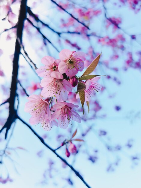 日差しの中で桜の春の花青空とピンクの桜