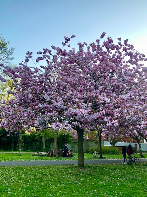 Sakura season. Incredible big blooming cherry tree in Herbert Park, Dublin, Ireland