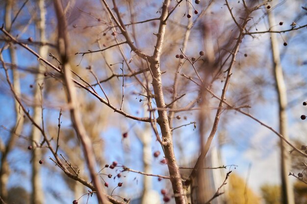 さくら苗クローズアップ公園で紅葉のしだれ桜