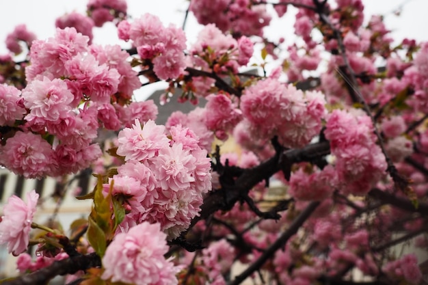 Sakura soorten en variëteiten van bomen van de onderfamilie Pruim Prunoideae gekartelde kers Prunus serrulata Decoratieve planten Mooie roze bloemen bloeien in de lente Vergankelijkheid van het leven Boeddhisme