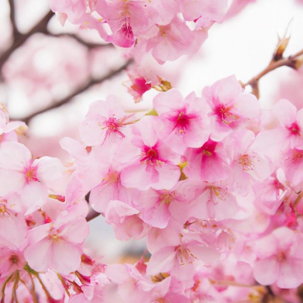 Sakura species and varieties of trees of the subfamily plum prunoideae serrated cherry prunus serrul