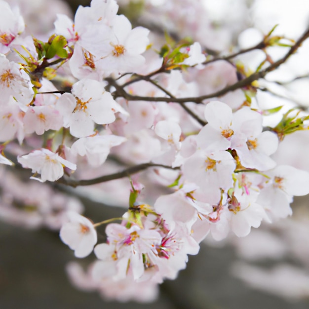 아과의 사쿠라 종 및 품종 Plum Prunoideae 톱니 모양의 체리 Prunus serrulata 장식 식물 봄에 피는 사랑스러운 분홍색 꽃 생명의 덧없음 불교