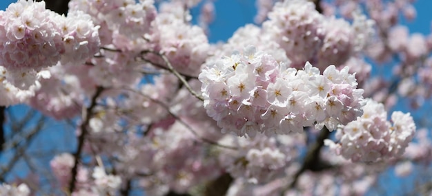 sakura spring flower on branch of tree selective focus macro nature