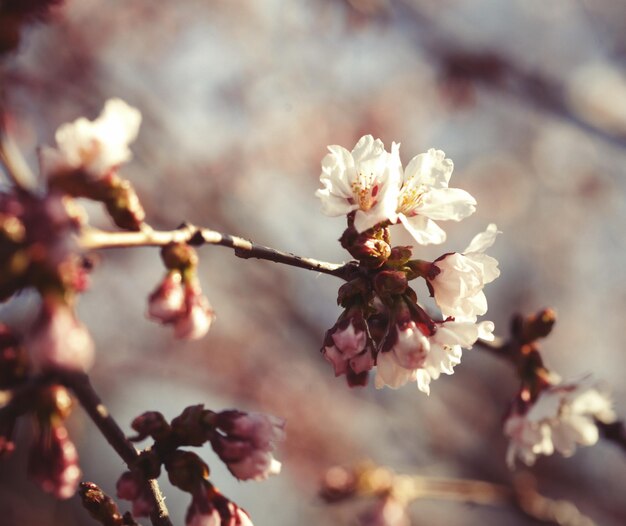 Sakura in the spring garden Pink flowers