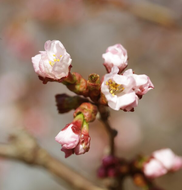 春の庭のさくらピンクの花