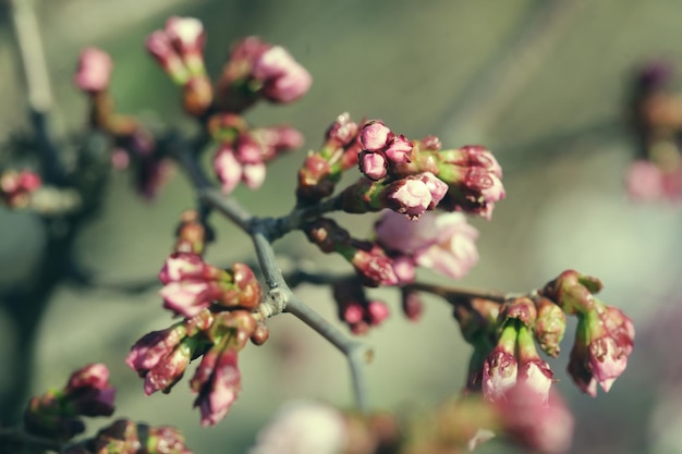 春の庭のさくらピンクの花