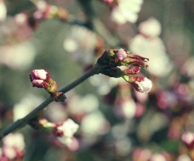 Sakura in the spring garden Pink flowers