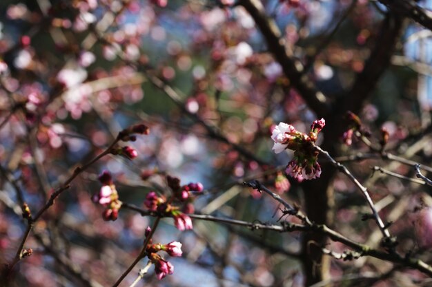 Sakura in the spring garden Pink flowers