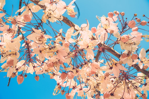 Sakura Thailand