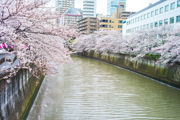 Sakura in tokyo