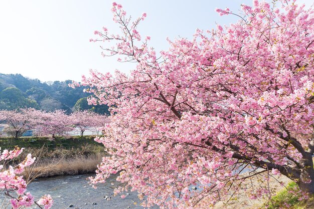 写真 桜の木と川