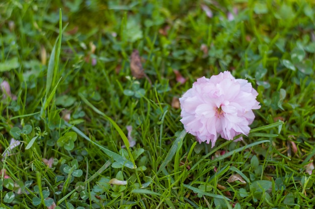 Sakura tree blossom, cherry tree pink flowers on the grass