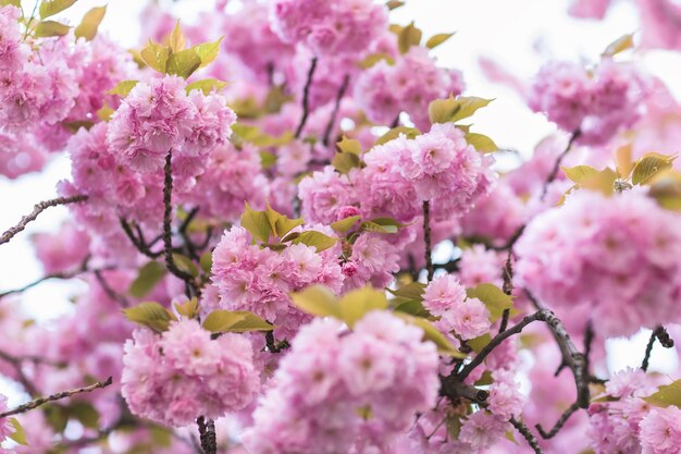 Sakura tree branch with flowers on a blurred background Close up selective focus