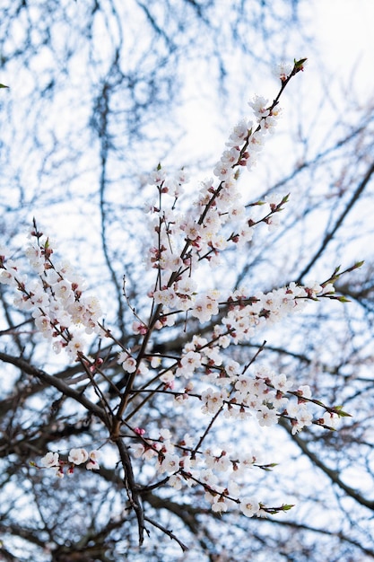 Sakura tree branches blossoming with spring flowers on natural blurred background, blossom.