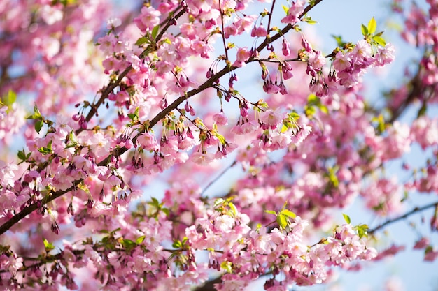 Sakura. Tree cherry on the garden.