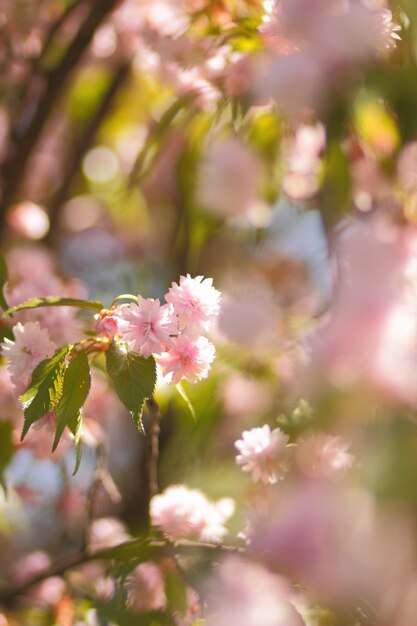 Sakura tree chrerry in the spring in full blossom. Beautiful spring nature scene with pink blooming tree