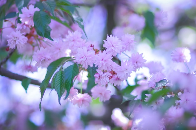 Sakura tree chrerry in the spring in full blossom. beautiful spring nature scene with pink blooming tree