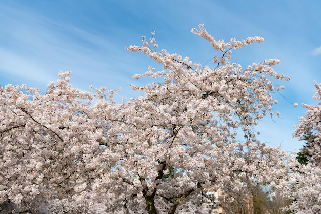 Sakura tree flower blooming blue sky background in spring