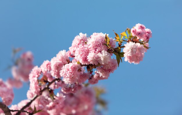 Sakura tree flowers