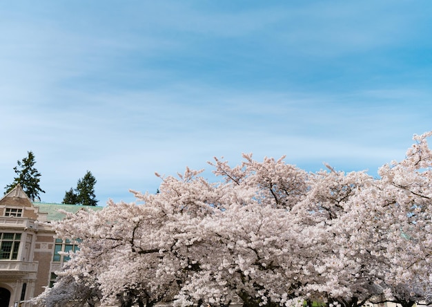 Sakura tree in full blossom near building on blue sky background with copy space