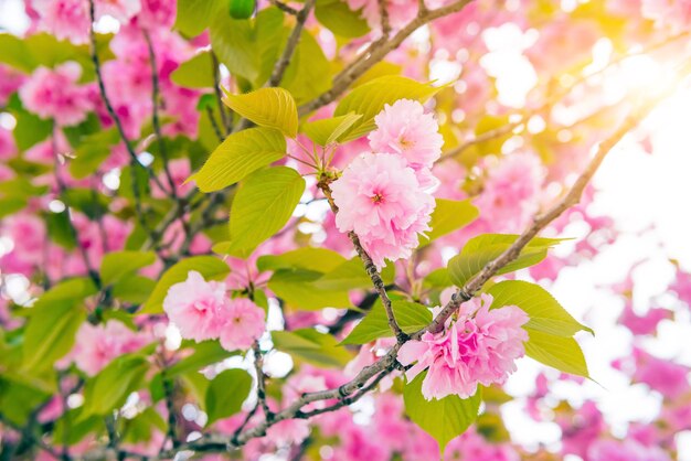 日本の桜の木。春の庭に咲く桜の花。