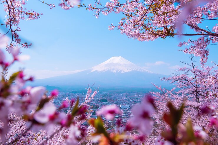 日本の桜の木。春の庭に咲く桜の花。