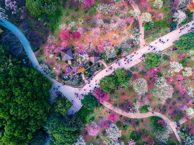 日本の東京の上野公園の桜の木側の通路