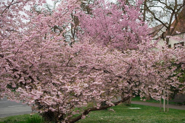 春の桜の木桜が咲く