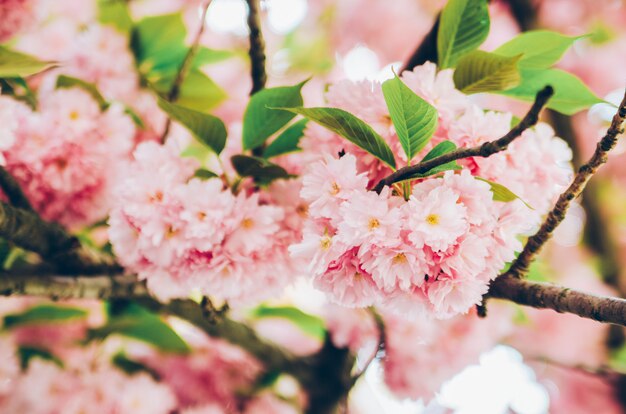 Sakura tree