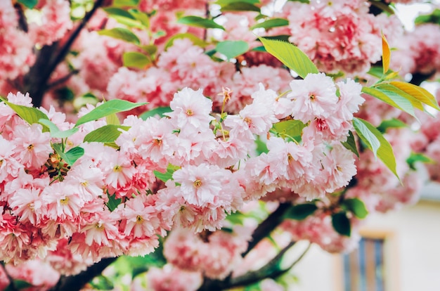 Sakura tree