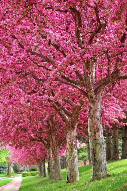 sakura tree