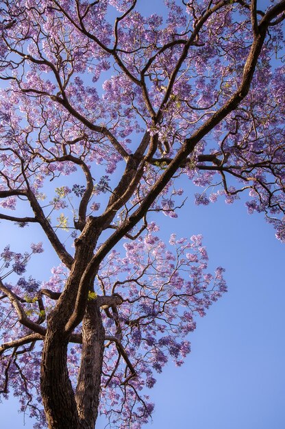 sakura tree