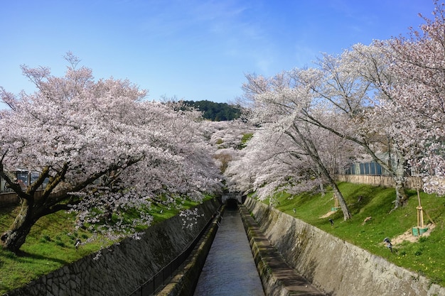 Foto sakura alberi lungo un canale, giappone