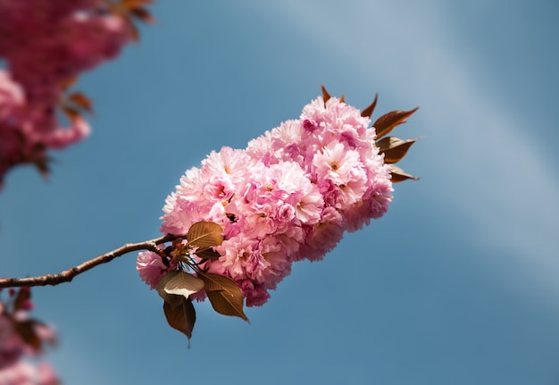 Sakura trees and flowers