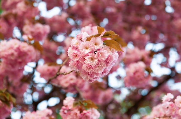 Sakura trees and flowers