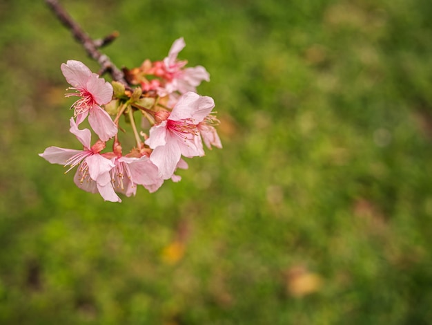 桜の木ピンクの桜