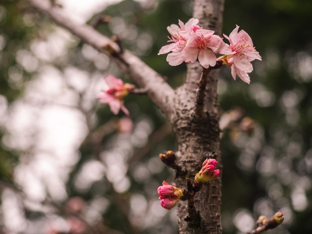 桜の木ピンクの桜