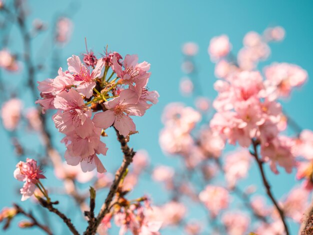 sakura trees pink cherry blossom