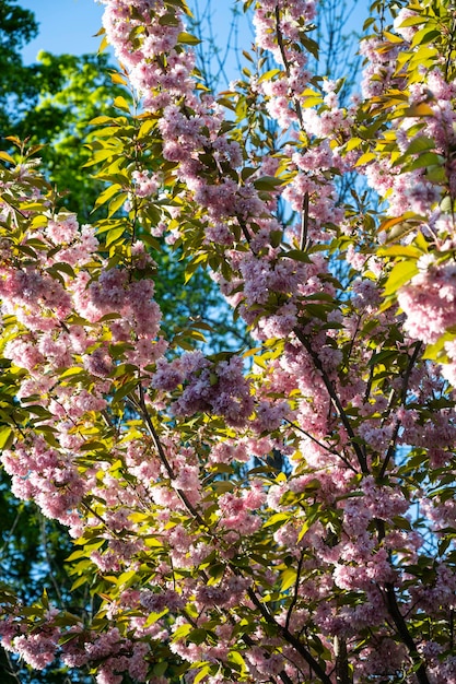 Sakura tuin sakura bomen kersenbloesem