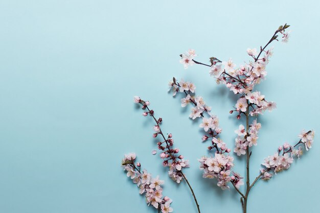 青色の背景に桜の小枝