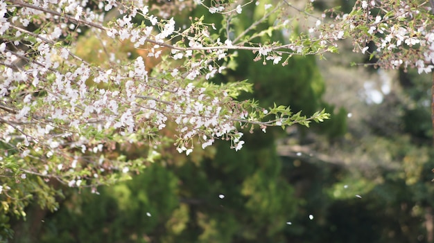 Photo sakura in the wind