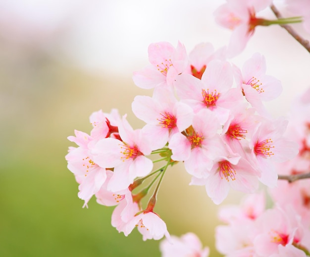 桜